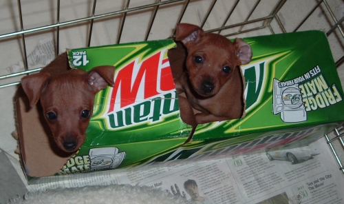 puppies in a box