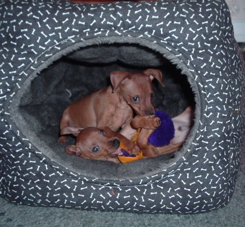 puppies in a bed