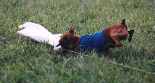 boomer catches the bait