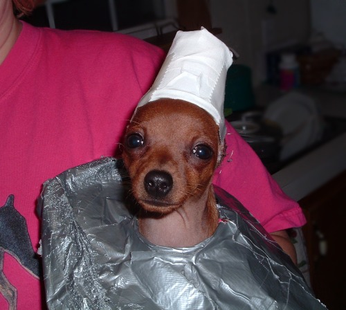 ruby with cropped ears