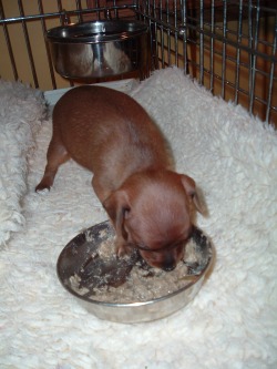 ruby first solid food