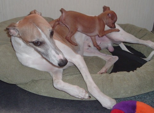 ruby walks on calvin